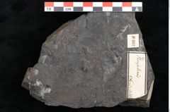 Foto (Detailansicht) von Asplenium hochstetteri Unger (NHMW-GEO-2024-0188-10302)